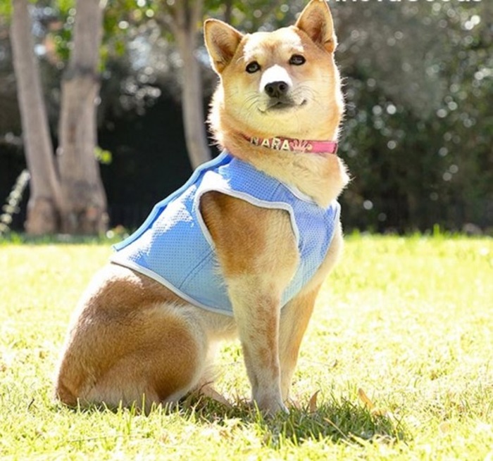 Chladiaca vesta pre psa